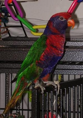Kat pet sits parrots too