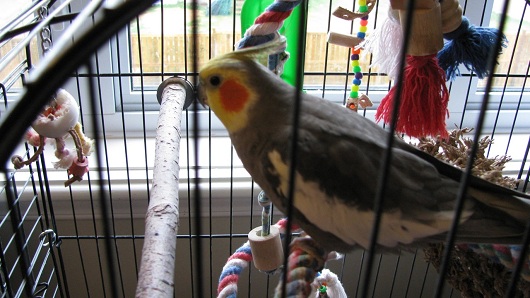 Bird