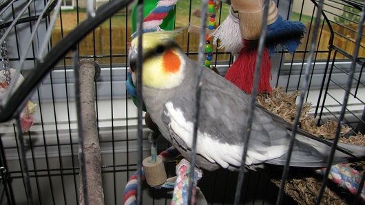 Bird