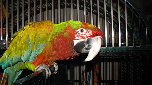 Bird