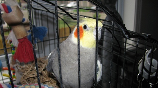 Bird