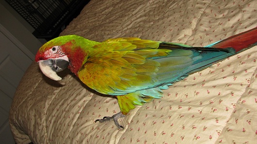Bird