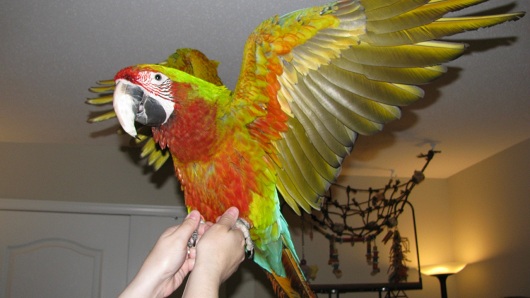 Bird