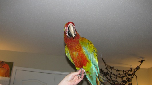 Bird