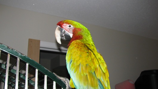 Bird