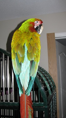 Bird