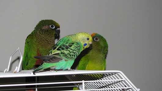 Bird