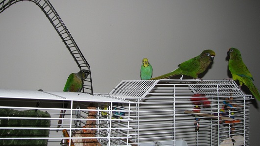 Bird