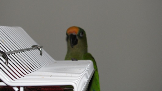 Bird