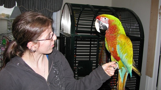 Kat-Bird